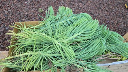 FREE Senecio Vitalis(NarrowLeaf Chalkstick) cuttings