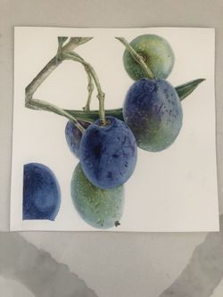 Original Watercolor Olive Branch 