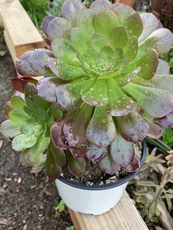 Cutting and Arrangements