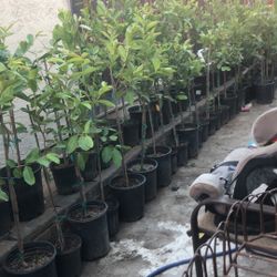 Guayaba Guava Tree