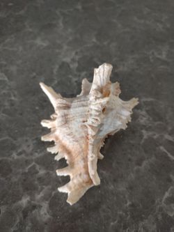 Shell 7"white pretty color material.
