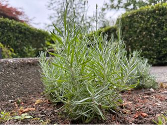 Looking to trade or sell healthy, rooted cuttings of English Lavender!