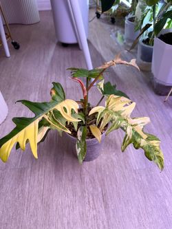 Florida Beauty x Tortum Variegated Plant - 5inch