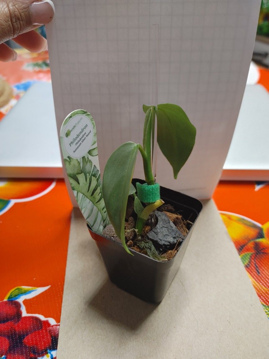 Baby Philodendron Silver Sword
