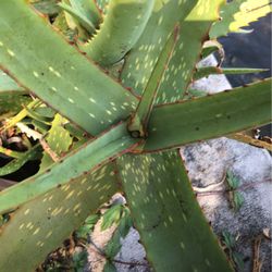 Aloe Vera Plants