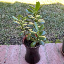 Jade Plant In A Vase Decorating Item 