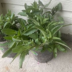 Lemon bee balm