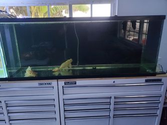 100 gallon fish tank