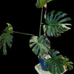 The magnificent Monstera deliciosa