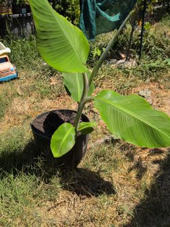 Banana plant