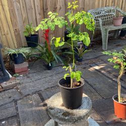 MORINGA Tree PLANT. 22 Inches 