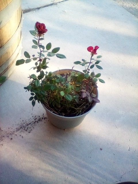 Red Flower Mini Rose Plant $7
