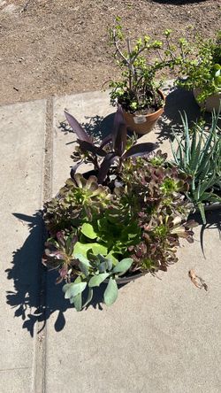 Plant