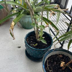 Bitter Spanish Oregano 