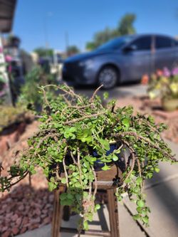 Plants (Indoor/ Outside)