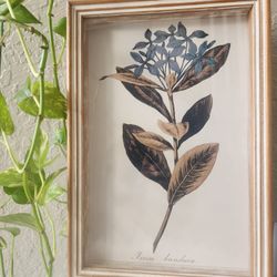 Framed Botanical Printed "Ixora Banduca" by Pierre Antoine