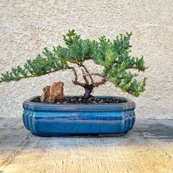 Juniper Bonsai Tree | Live Dwarf | Indoor/Outdoor | 100% Handcrafted| Home and Office Décor