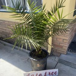 Date tree