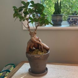 Plants