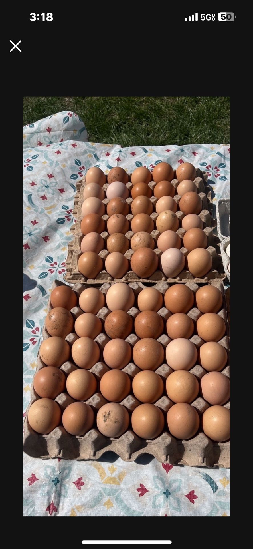 Fresh Eggs