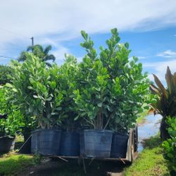 Spectacular Clusias Plants For Inmediate Privacy!!! 5-6 Feet Tall Measurements Over The Pot!!! Fertilized 