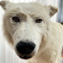 ***Very Unique Large Arctic (White) Wolf***