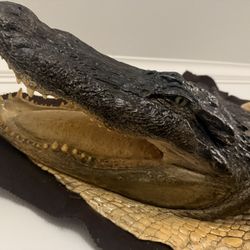 Alligator Rug Mount Taxidermy