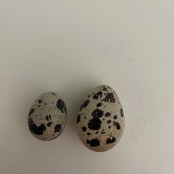 Quail Eggs