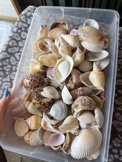 Box of seashells