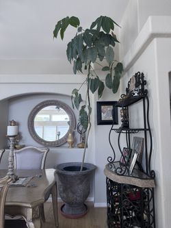 Large beautiful Indoor Umbrella Tree