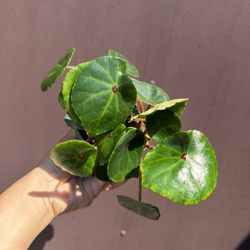 4” Begonia Conchifolia 