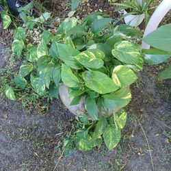 Beautiful  Heart's  Plant 