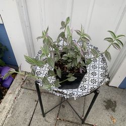Indoor Plan