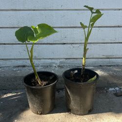 Acuyo / Yerba Santa Plant  