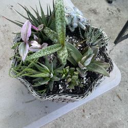 Mix Of Succulent In Metal Pot 