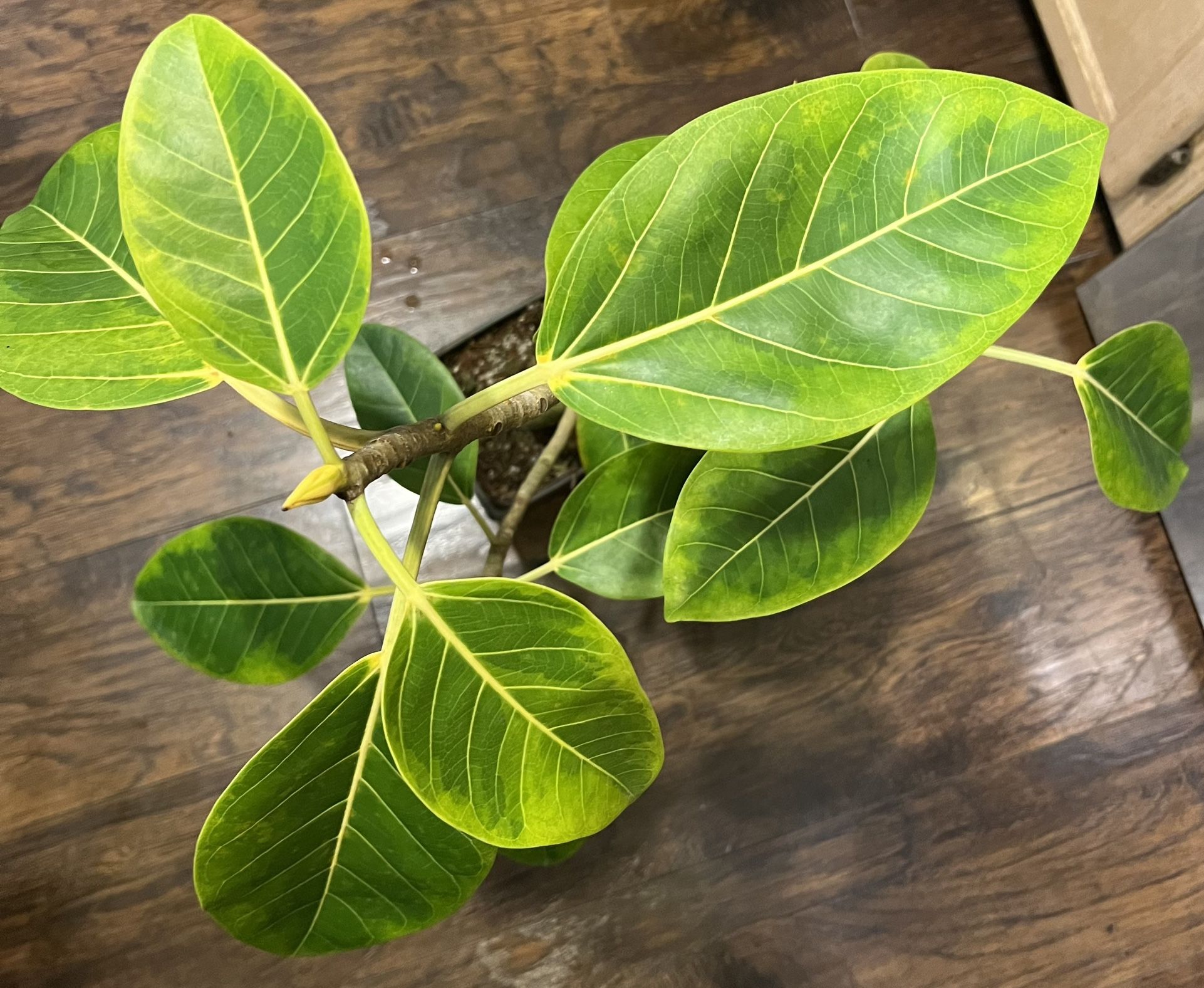 Variegated Ficus Rubber Plant (pls Read Description Below)