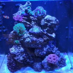 15g Aquarium 