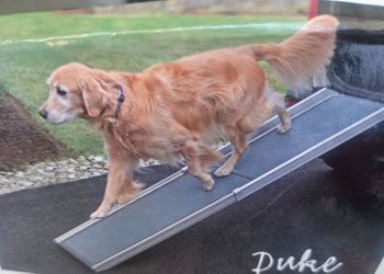 Deluxe Pet ramp