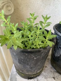 Ngò Ôm 6$ Pot