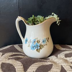 Succulent Arrangement $8