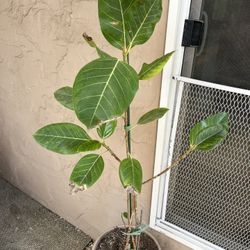 Large Ficus Altissima 