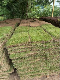 st augustine sod