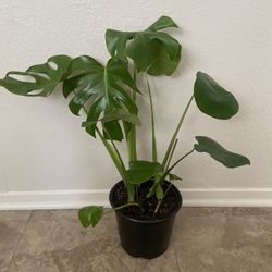 Monstera plant 