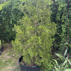 Juniper Tree 
