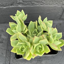 Succulents 