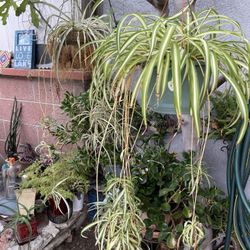 Spider Plants For Sale