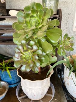 Aeonium