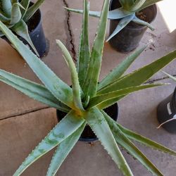 Aloe Vera Plant 5 Gallon Container Huge Giant Plants Garden Patio