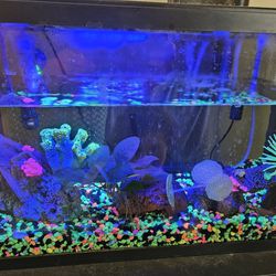 10 Gallon Aquarium/Fishtank 