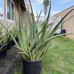 Aloe Vera Plant 🪴 - 3 Sizes Available 